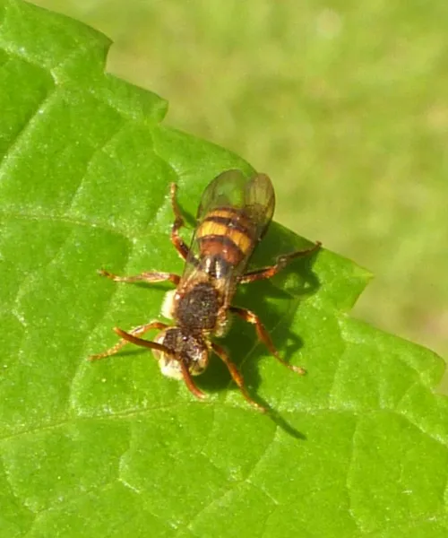 Nomada leucophthalma - photo 2