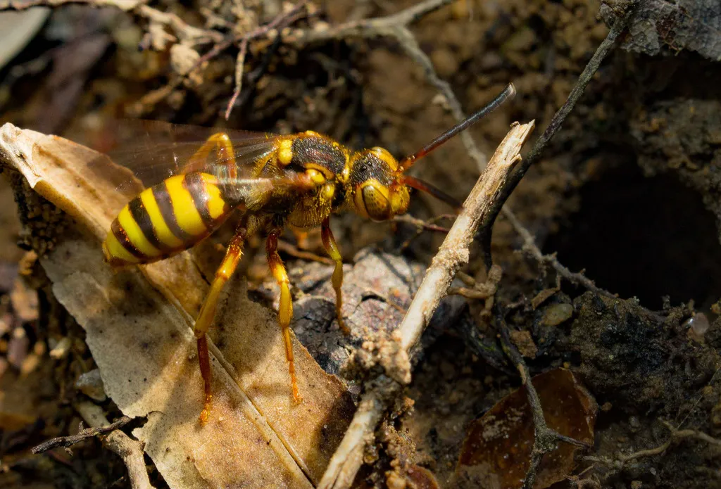 Nomada luteoloides - photo 2