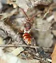 Spotted Nomad Bee - photo 2