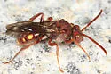 Spotted Nomad Bee - photo 3