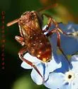 Spotted Nomad Bee - photo 4