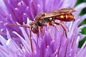Spotted Nomad Bee - photo 5