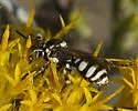 Nomada mutans - Nomada mutans