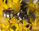 Nomada mutans - photo 2
