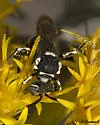 Nomada mutans - photo 3