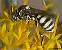 Nomada mutans - photo 4