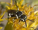 Nomada mutans - photo 5