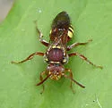 Nomada obliterata - Nomada obliterata