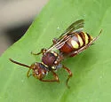 Nomada obliterata - photo 2