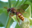 Nomada obliterata - photo 3