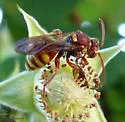 Nomada obliterata - photo 4