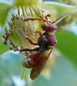 Nomada obliterata - photo 5