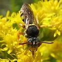 Nomada placida - photo 2