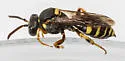 Nomada placida - photo 3