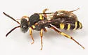 Nomada placida - photo 4