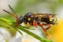 Nomada placida - photo 5