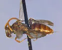 Nomada pygmaea - photo 2