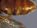 Nomada pygmaea - photo 3