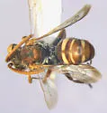 Nomada pygmaea - photo 4
