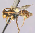Nomada pygmaea - photo 5