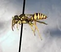 Nomada suavis - photo 2