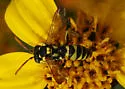Nomada suavis - photo 3