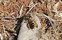 Nomada suavis - photo 4