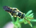 Nomada suavis - photo 5