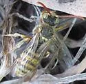 Nomada superba