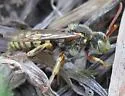 Nomada superba - photo 2