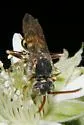 Nomada superba - photo 3