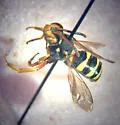 Nomada superba - photo 4