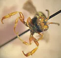 Nomada superba - photo 5