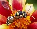 Nomada texana - photo 2