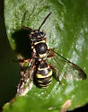 Nomada texana - photo 3