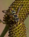 Nomada texana - photo 4