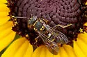 Nomada tiftonensis - Nomada tiftonensis