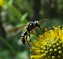Nomada tiftonensis - photo 2