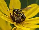 Nomada tiftonensis - photo 3