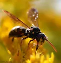 Nomada tiftonensis - photo 4