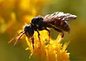 Nomada tiftonensis - photo 5