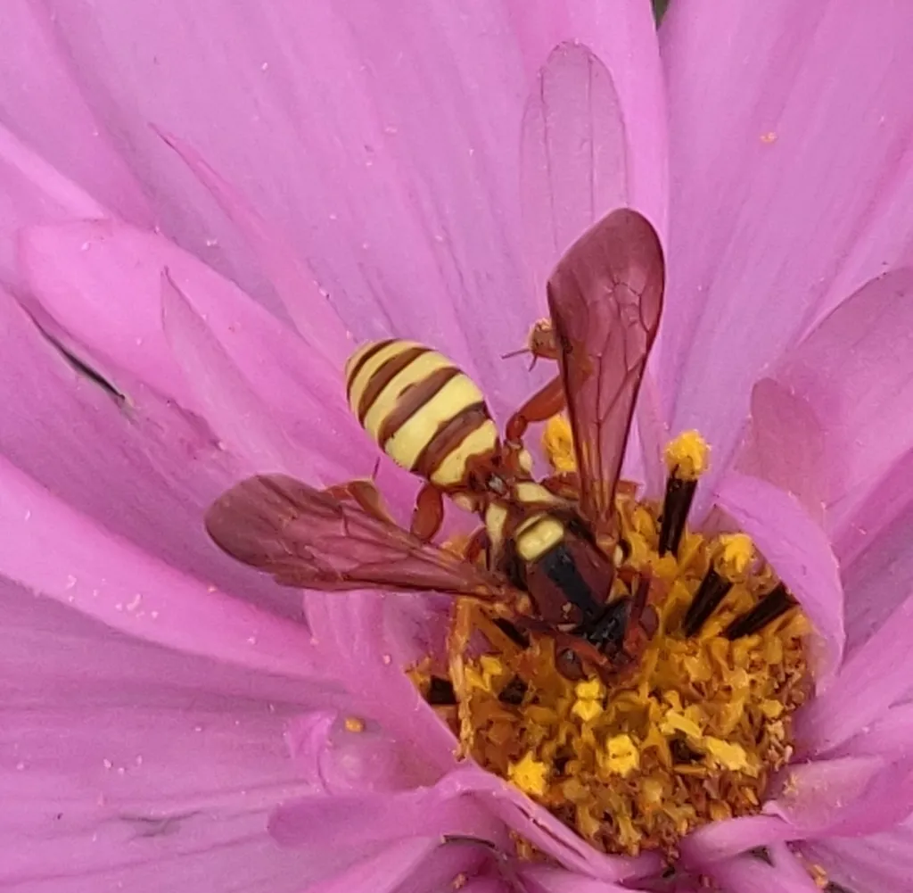 Nomada utahensis - photo 2