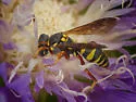 Nomada vegana - photo 2
