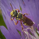 Nomada vegana - photo 3