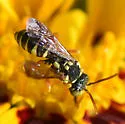 Nomada vegana - photo 4