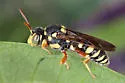 Nomada vegana - photo 5