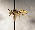 Nomada verecunda - photo 2