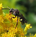 Nomada vicina - Nomada vicina