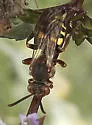 Nomada vicina - photo 2