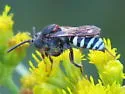 Nomada vicina - photo 3